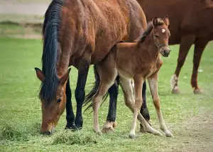 Colt